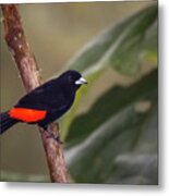 Flame Rumped Tanager Alcazares Manizales Colombia #1 Metal Print