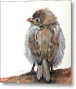 Fledgling Sparrow #1 Metal Print
