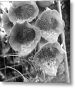 Foxglove Flower #1 Metal Print