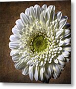 Gerbera #2 Metal Print