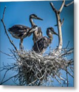 Great Blue Heron On Nest #1 Metal Print