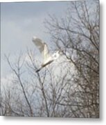 Great Egret #1 Metal Print