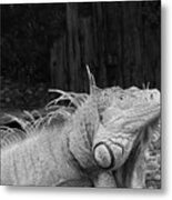 Green Iguana #1 Metal Print