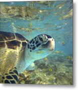Green Sea Turtle Balicasag Island #1 Metal Print
