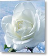 Heavenly White Rose. Metal Print