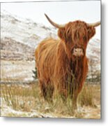 Highland Cow Metal Print