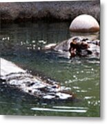 Hippos #1 Metal Print