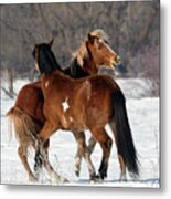 Horseplay #1 Metal Print