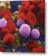 Human Blood Cells #1 Metal Print