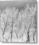 Ice Trees #1 Metal Print