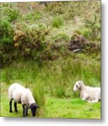Irish Sheep Metal Print
