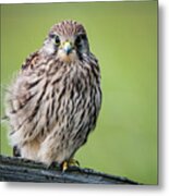 Juvenile Metal Print