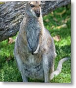 Kangaroo Metal Print