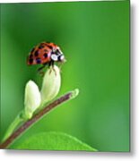 Lady Bug #1 Metal Print