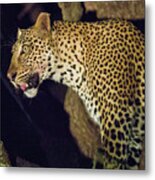 Leopard At Night #1 Metal Print