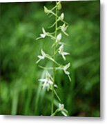 Lesser Butterfly Orchid #1 Metal Print