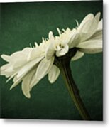 Leucanthemum Highland White Dream #1 Metal Print