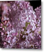 Lilac Bouquet Ii Metal Print