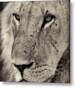 Lion Portrait #1 Metal Print