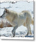 Lone White Wolf #1 Metal Print