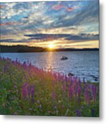 Lupine Sunset On Long Lake #1 Metal Print