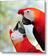 Macaws #1 Metal Print