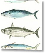 Mackerel Fishes #2 Metal Print