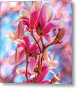Magnolia Bloom 4 Metal Print