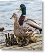 Mallard Duck Family  #1 Metal Print