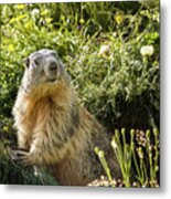 Marmot #2 Metal Print