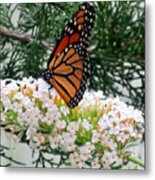 Monarch Butterfly In The Garden 2 Metal Print