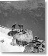 Mountain Goats Metal Print