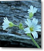 Mouse-eared Chickweed #1 Metal Print