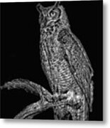 Night Owl #1 Metal Print