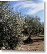 Olive Trees #1 Metal Print