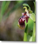 Ophrys Kotschyi Wild Orchid  Flower #1 Metal Print