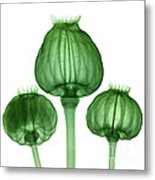 Opium Poppy Pods, X-ray #1 Metal Print