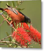 Orchard Oriole  #1 Metal Print