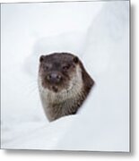 Otter In Winter #1 Metal Print