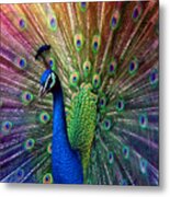 Peacock #1 Metal Print