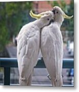 Photo Series -two Amorous Australian Sulphur Crested Cockatoos F #1 Metal Print