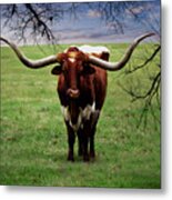 Photo Texas Longhorn A010816 #1 Metal Print