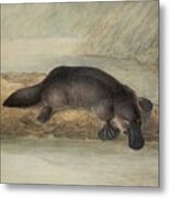 Platypus  #1 Metal Print