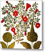 Pomegranate, 1613 #1 Metal Print