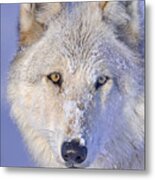 Portrait Of The White Wolf 540f Metal Print