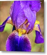 Purple Bearded Iris Print Metal Print