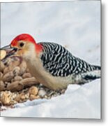 Red Bellied Woodpecker #1 Metal Print