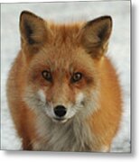 Red Fox #1 Metal Print