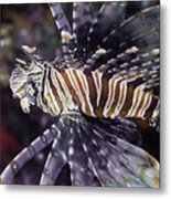 Red Lionfish - Pterois Volitans #1 Metal Print