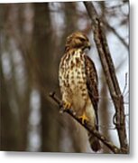 Red Tailed Hawk #1 Metal Print